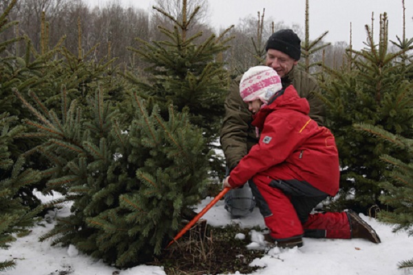 Things To Do SOUTHERN TREE PLANTATION